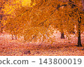 Golden autumn in a park, trees with bright yellow foliage and fallen leaves on the ground 143800019