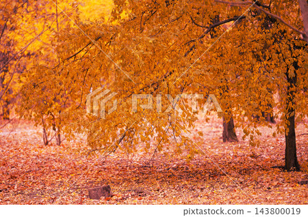 Golden autumn in a park, trees with bright yellow foliage and fallen leaves on the ground Golden autumn in a park, trees with bright yellow foliage and fallen leaves on the ground 143800019