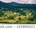 The terraced rice fields of Hoshitoge, nearing harvest time [Tokamachi City] 143800421