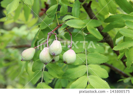 Unripe green sorbus domestica berries hanging on a tree branch Unripe green sorbus domestica berries hanging on a tree branch 143800575