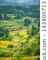 The terraced rice fields of Hoshitoge, nearing harvest time [Tokamachi City] 143800713