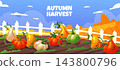 Pumpkin patch cartoon. Farm background. Harvest on hills. Wooden fence, autumn nature. Orange vegetable. Landscape for Thanksgiving. Seasonal rural fields. Vector garish horizontal color illustration 143800796
