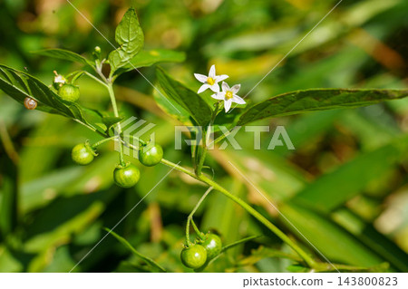 黑茄的小花 黑茄的小花 143800823