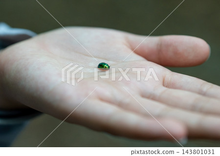 一隻藍色的葉甲蟲停在我手掌上 一隻藍色的葉甲蟲停在我手掌上 143801031