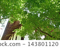 The main hall of Shin-Yakushi-ji Temple and the fresh greenery The main hall of Shin-Yakushi-ji Temple and the fresh greenery 143801120