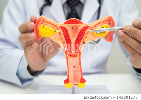 Uterus, doctor holding human anatomy model for study diagnosis and treatment in hospital. 143801175