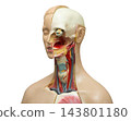 The throat, pharynx and larynx model anatomy for medical training course, teaching medicine education. 143801180