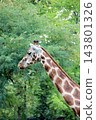 Giraffe neck and head portrait profile view against green forest tree background 143801326