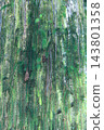 Weeping Brewer spruce branch with hanging cones close up in summer forest 143801358