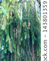Weeping Brewer spruce branch with hanging cones close up in summer forest 143801359