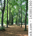 Beautiful green linden tree alley with brown autumn leaves on the ground 143801360