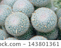 Mammillaria albilanata cactus cluster close up with white spines in greenhouse 143801361