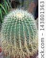 Golden barrel cactus growing with sharp yellow spines in greenhouse closeup 143801363