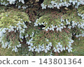 Blue spruce branches with fresh green and silver needles close up in garden 143801364