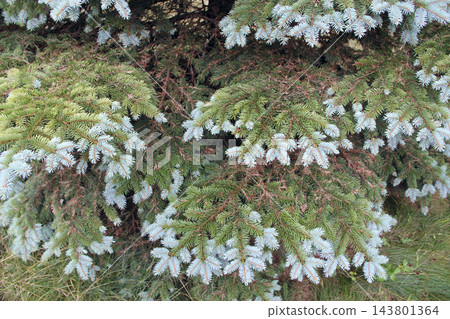 Blue spruce branches with fresh green and silver needles close up in garden 143801364
