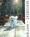 Cute white maltipoo puppy walking on a wooden table in sunny autumn forest 143801436
