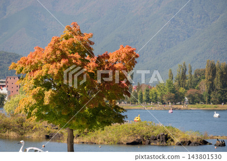 湖畔景色,樹木開始變色,天鵝船漂浮在湖面上,遠處是連綿的山脈。 湖畔景色,樹木開始變色,天鵝船漂浮在湖面上,遠處是連綿的山脈。 143801530
