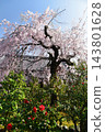 Cherry blossoms in full bloom and red camellias at Kumagaya-san Honenji Temple Cherry blossoms in full bloom and red camellias at Kumagaya-san Honenji Temple 143801628