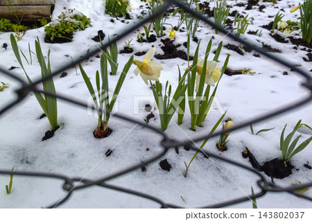 White narcissus blossoms blooming in snow behind chain link metal fence in spring garden White narcissus blossoms blooming in snow behind chain link metal fence in spring garden 143802037