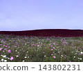 A park where you can see kochia and cosmos flowers. 143802231