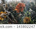 red flowers on a black background 143802247