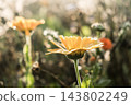 red flowers on a black background 143802249
