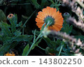 red flowers on a black background 143802250