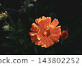 red flowers on a black background 143802252