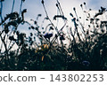 red flowers on a black background 143802253