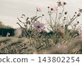 red flowers on a black background 143802254