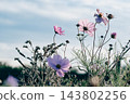 red flowers on a black background 143802256