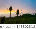 grass flower in the field 143802318