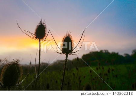 grass flower in the field grass flower in the field 143802318
