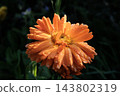 red flower of chrysanthemum flower 143802319