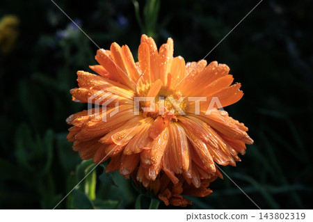 red flower of chrysanthemum flower red flower of chrysanthemum flower 143802319