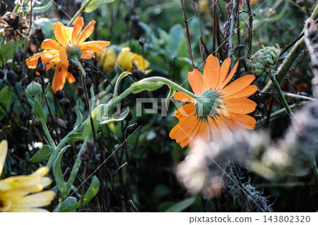 beautiful flowers in the garden beautiful flowers in the garden 143802320