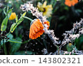 beautiful flowers in the garden 143802321