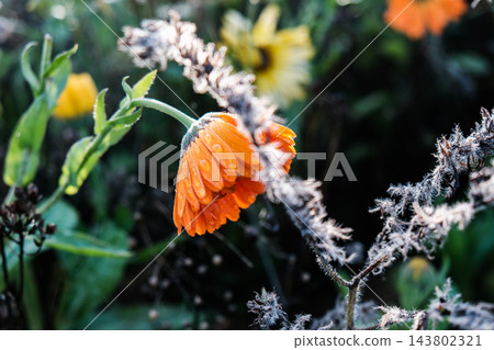 beautiful flowers in the garden beautiful flowers in the garden 143802321