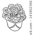 Line art illustration of a leafy cabbage head with layered outer leaves growing from a rounded plant pot, isolated on a plain white background 143802366