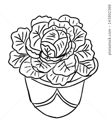 Line art illustration of a leafy cabbage head with layered outer leaves growing from a rounded plant pot, isolated on a plain white background Line art illustration of a leafy cabbage head with layered outer leaves growing from a rounded plant pot, isolated on a plain white background 143802366