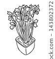 Black and white line drawing of leafy celery stems growing from a simple plant pot, isolated botanical vegetable illustration on a plain background 143802372