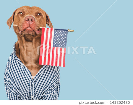 Cute dog and American Flag. Studio shot Cute dog and American Flag. Studio shot 143802480