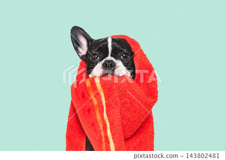 Cute puppy and red towel. Studio shot Cute puppy and red towel. Studio shot 143802481
