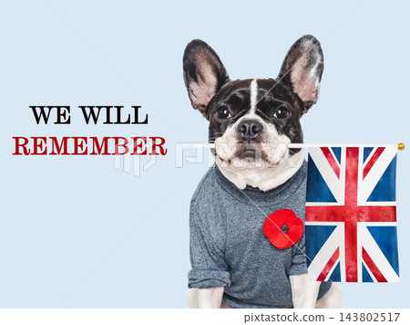 Cute dog with a red poppy pin Cute dog with a red poppy pin 143802517