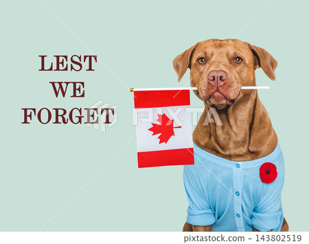 Cute dog with a red poppy pin Cute dog with a red poppy pin 143802519