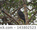 Eagle of Sri Lanka 143802523
