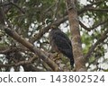 Eagle of Sri Lanka 143802524