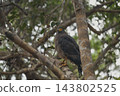 Eagle of Sri Lanka 143802525