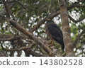 Eagle of Sri Lanka 143802528