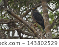 Eagle of Sri Lanka 143802529